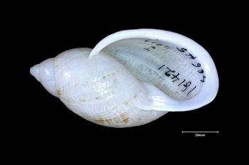 Media type: image;   Malacology 181421 Aspect: apertural
